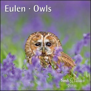 Eulen Owls 2019 – Broschürenkalender – Wandkalender – mit herausnehmbarem Poster – Format 30 x 30 cm von DUMONT Kalenderverlag