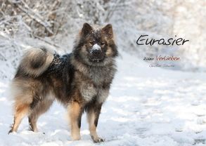 Eurasier zum Verlieben (Posterbuch DIN A3 quer) von Schuster,  Christine