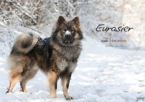 Eurasier zum Verlieben (Tischaufsteller DIN A5 quer) von Schuster,  Christine