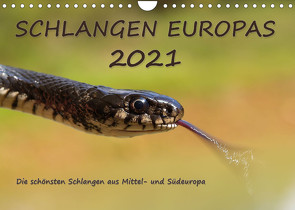 Europäische Schlangen (Wandkalender 2022 DIN A4 quer) von Simlinger,  Wolfgang