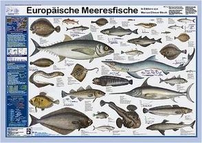 Europäische Meeresfische von Bloch,  Marcus E, Welter-Schultes,  F W