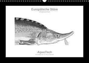 Europäische Störe (Acipenseridae): Fisch als Kunst (Wandkalender immerwährend DIN A3 quer) von Vecsei,  Paul