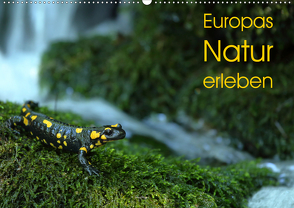 Europas Natur erleben (Wandkalender 2021 DIN A2 quer) von Schäfer,  Otto