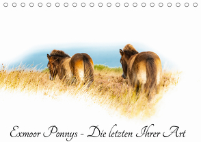 Exmoor Ponnys – Die letzten Ihrer Art (Tischkalender 2021 DIN A5 quer) von Antoniewski,  Torsten