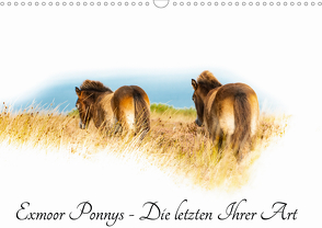 Exmoor Ponnys – Die letzten Ihrer Art (Wandkalender 2021 DIN A3 quer) von Antoniewski,  Torsten