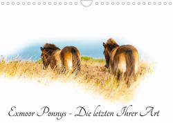 Exmoor Ponnys – Die letzten Ihrer Art (Wandkalender 2023 DIN A4 quer) von Antoniewski,  Torsten