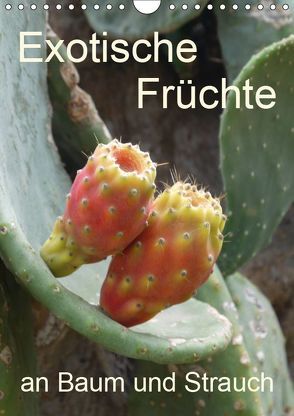 Exotische Früchte an Baum und Strauch (Wandkalender 2019 DIN A4 hoch) von Goldscheider,  Stefanie