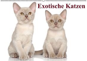 Exotische Katzen / Geburtstagskalender (Wandkalender immerwährend DIN A2 quer) von Stanzer,  Elisabeth