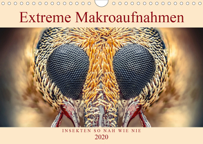 Extreme Makroaufnahmen – Insekten so nah wie nie (Wandkalender 2020 DIN A4 quer) von Ferdigrafie