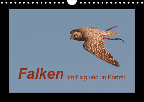 Falken im Flug und im Porträt (Wandkalender 2022 DIN A4 quer) von Gasteiger,  Karolina