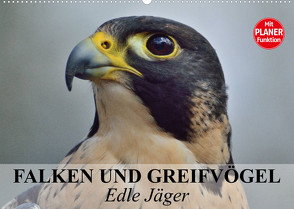 Falken und Greifvögel – Edle Jäger (Wandkalender 2023 DIN A2 quer) von Stanzer,  Elisabeth