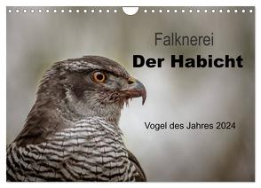 Falknerei Der Habicht (Wandkalender 2024 DIN A4 quer), CALVENDO Monatskalender von Brandt,  Tanja