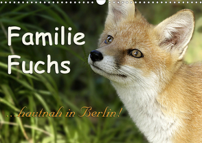 Familie Fuchs hautnah in Berlin (Wandkalender 2021 DIN A3 quer) von Brinker,  Sabine