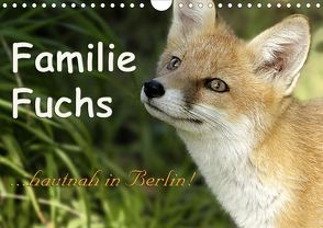 Familie Fuchs hautnah in Berlin (Wandkalender 2021 DIN A4 quer) von Brinker,  Sabine