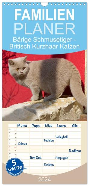 Familienplaner 2024 – Bärige Schmusetiger – Britisch Kurzhaar Katzen mit 5 Spalten (Wandkalender, 21 x 45 cm) CALVENDO von Verena Scholze,  Fotodesign