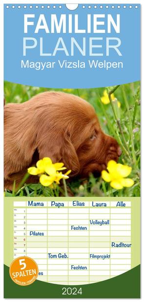 Familienplaner 2024 – Magyar Vizsla Welpen mit 5 Spalten (Wandkalender, 21 x 45 cm) CALVENDO von Grüttner,  Kerstin