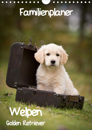 Familienplaner: Golden Retriever Welpen (Wandkalender 2021 DIN A4 hoch) von Auerbach,  Anna