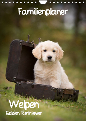 Familienplaner: Golden Retriever Welpen (Wandkalender 2023 DIN A4 hoch) von Auerbach,  Anna