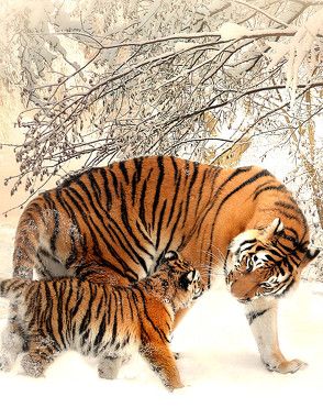 Fantasy Notizbuch: Tiger im Schnee – weiße Seiten mit Eckmotiv von Sternenfeuer,  Samuriel