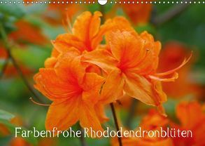 Farbenfrohe Rhododendronblüten (Wandkalender 2018 DIN A3 quer) von kattobello