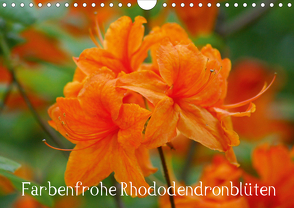 Farbenfrohe Rhododendronblüten (Wandkalender 2020 DIN A4 quer) von kattobello