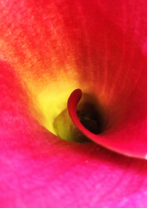 Farbenträume / Calla (Tischaufsteller DIN A5 hoch) von photografie-iam.ch