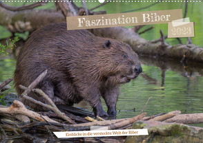 Faszination Biber (Wandkalender 2023 DIN A2 quer) von Hetzel,  Jennifer