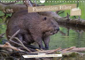 Faszination Biber (Wandkalender 2023 DIN A4 quer) von Hetzel,  Jennifer