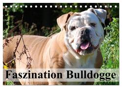 Faszination Bulldogge (Tischkalender 2024 DIN A5 quer), CALVENDO Monatskalender von Stanzer,  Elisabeth