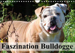 Faszination Bulldogge (Wandkalender 2023 DIN A4 quer) von Stanzer,  Elisabeth