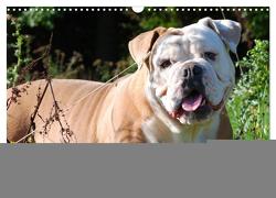 Faszination Bulldogge (Wandkalender 2024 DIN A3 quer), CALVENDO Monatskalender von Stanzer,  Elisabeth