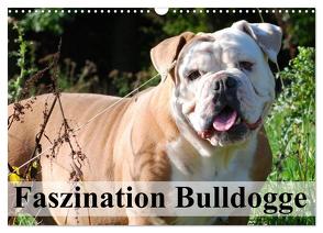 Faszination Bulldogge (Wandkalender 2024 DIN A3 quer), CALVENDO Monatskalender von Stanzer,  Elisabeth