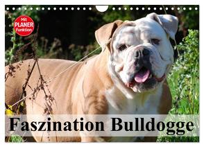 Faszination Bulldogge (Wandkalender 2024 DIN A4 quer), CALVENDO Monatskalender von Stanzer,  Elisabeth