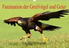 Faszination der Greifvögel und Geier (Wandkalender 2021 DIN A3 quer) von Müller,  Erika