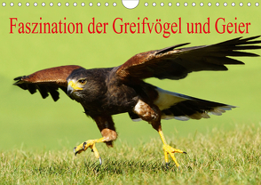 Faszination der Greifvögel und Geier (Wandkalender 2021 DIN A4 quer) von Müller,  Erika