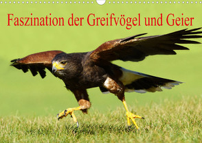 Faszination der Greifvögel und Geier (Wandkalender 2022 DIN A3 quer) von Müller,  Erika