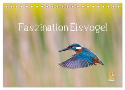 Faszination Eisvogel (Tischkalender 2024 DIN A5 quer), CALVENDO Monatskalender von Martin,  Wilfried