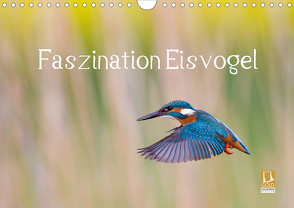 Faszination Eisvogel (Wandkalender 2021 DIN A4 quer) von Martin,  Wilfried