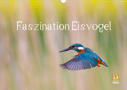 Faszination Eisvogel (Wandkalender 2023 DIN A3 quer) von Martin,  Wilfried