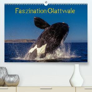 Faszination Glattwale (Premium, hochwertiger DIN A2 Wandkalender 2020, Kunstdruck in Hochglanz) von Maywald,  Armin