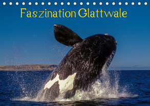 Faszination Glattwale (Tischkalender 2020 DIN A5 quer) von Maywald,  Armin