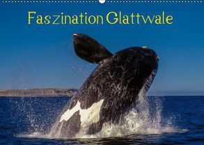 Faszination Glattwale (Wandkalender 2019 DIN A2 quer) von Maywald,  Armin