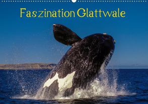 Faszination Glattwale (Wandkalender 2020 DIN A2 quer) von Maywald,  Armin