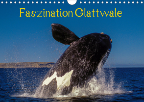 Faszination Glattwale (Wandkalender 2020 DIN A4 quer) von Maywald,  Armin