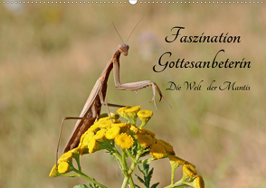 Faszination Gottesanbeterin – Die Welt der Mantis (Wandkalender 2021 DIN A2 quer) von juehust