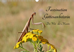 Faszination Gottesanbeterin – Die Welt der Mantis (Wandkalender 2021 DIN A3 quer) von juehust