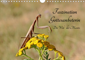 Faszination Gottesanbeterin – Die Welt der Mantis (Wandkalender 2021 DIN A4 quer) von juehust