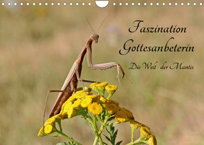 Faszination Gottesanbeterin – Die Welt der Mantis (Wandkalender 2022 DIN A4 quer) von juehust