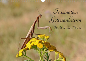 Faszination Gottesanbeterin – Die Welt der Mantis (Wandkalender 2023 DIN A3 quer) von juehust