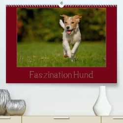 Faszination Hund (Premium, hochwertiger DIN A2 Wandkalender 2023, Kunstdruck in Hochglanz) von Bischof,  Melanie, Bischof,  Tierfotografie